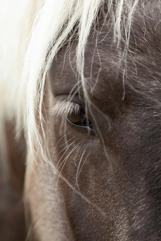 an extremely close up image of a horse's face