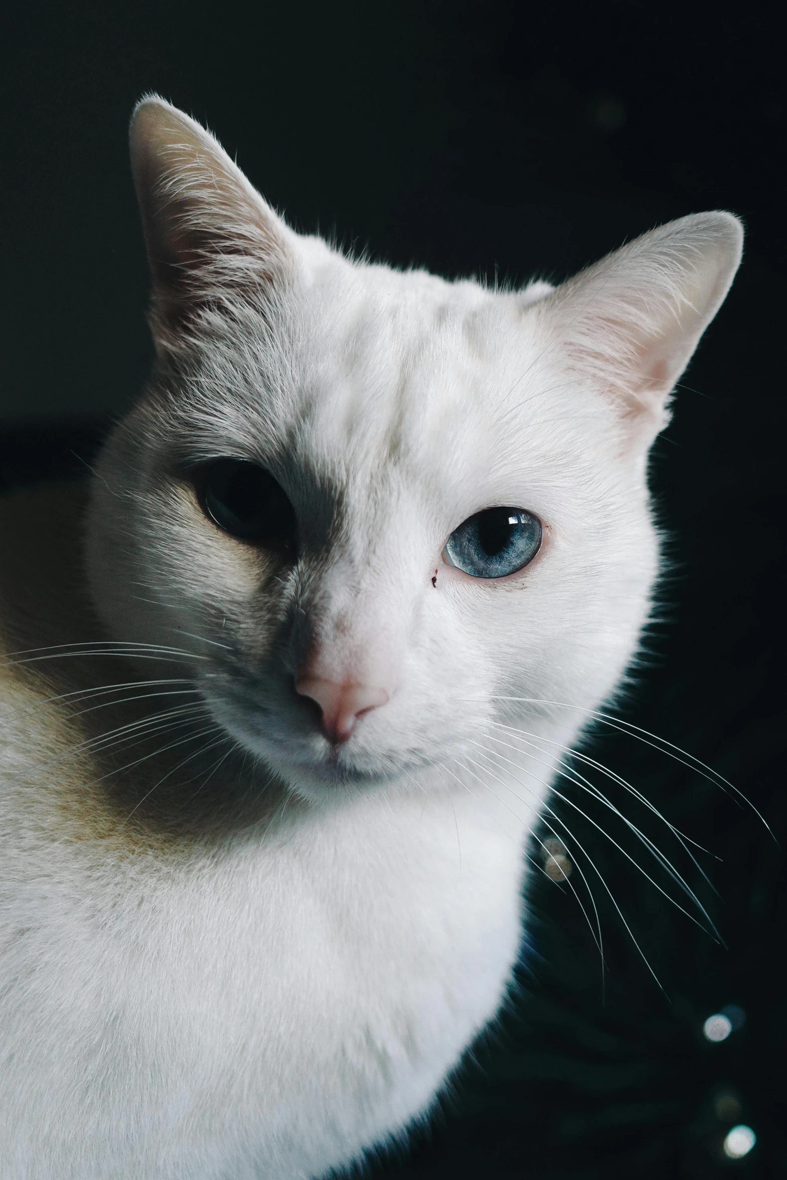 a white cat looking straight ahead in the picture