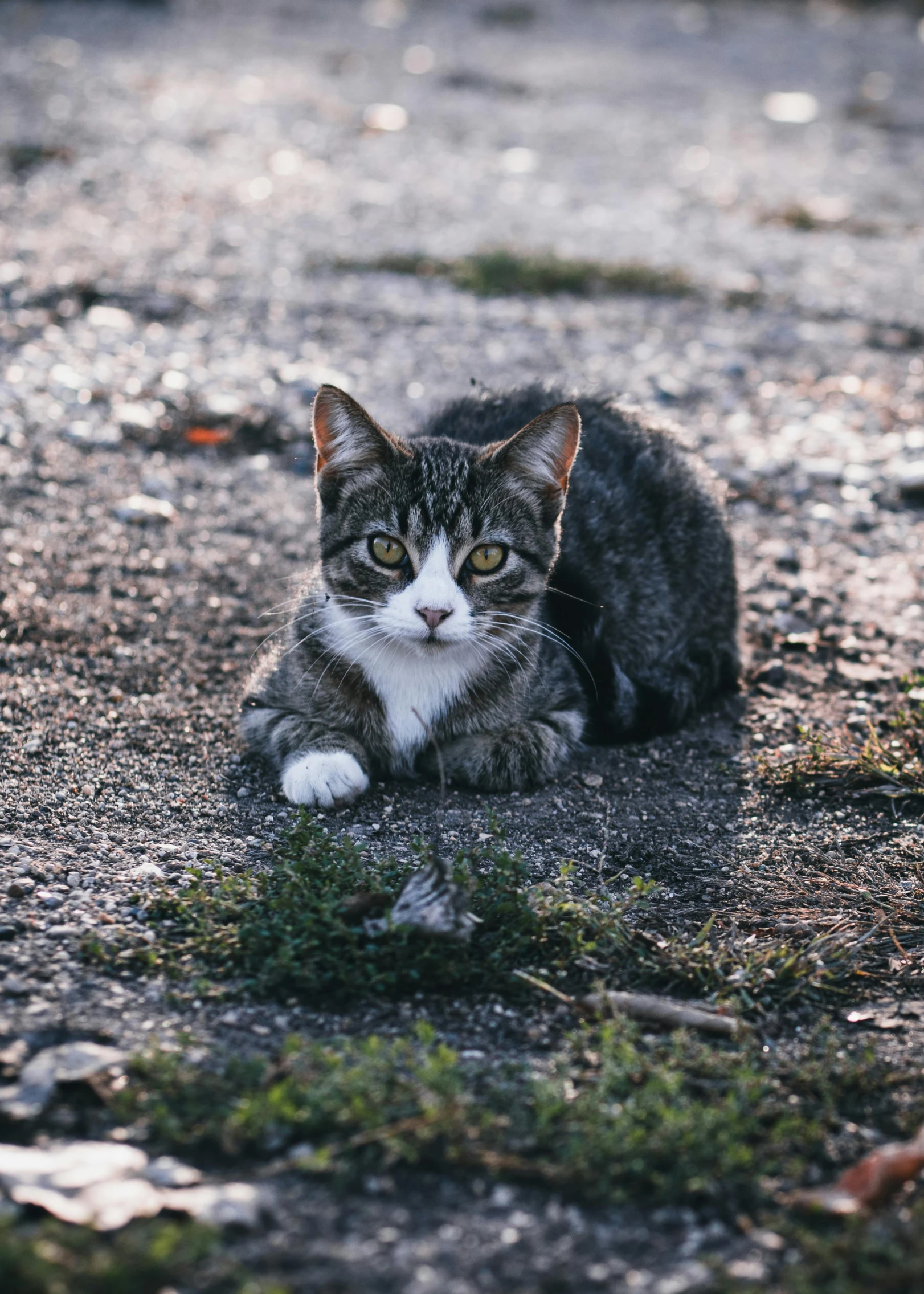 a cat is laying on the ground and staring into the camera