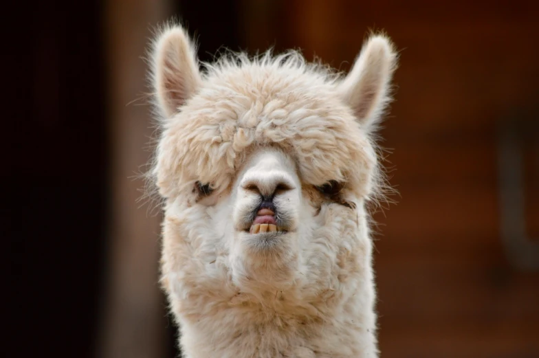 a close up of a llama with a mustache