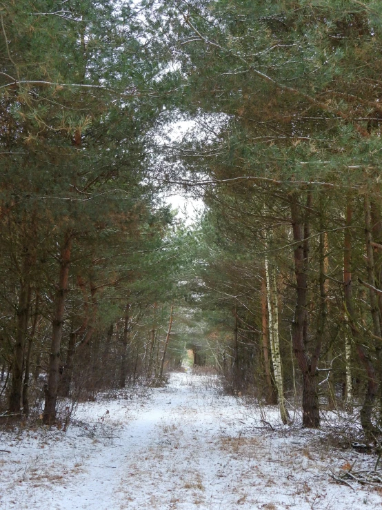 the snow covered road in front of many trees