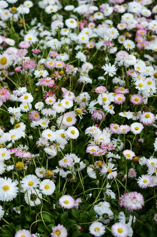 a field full of white and pink flowers