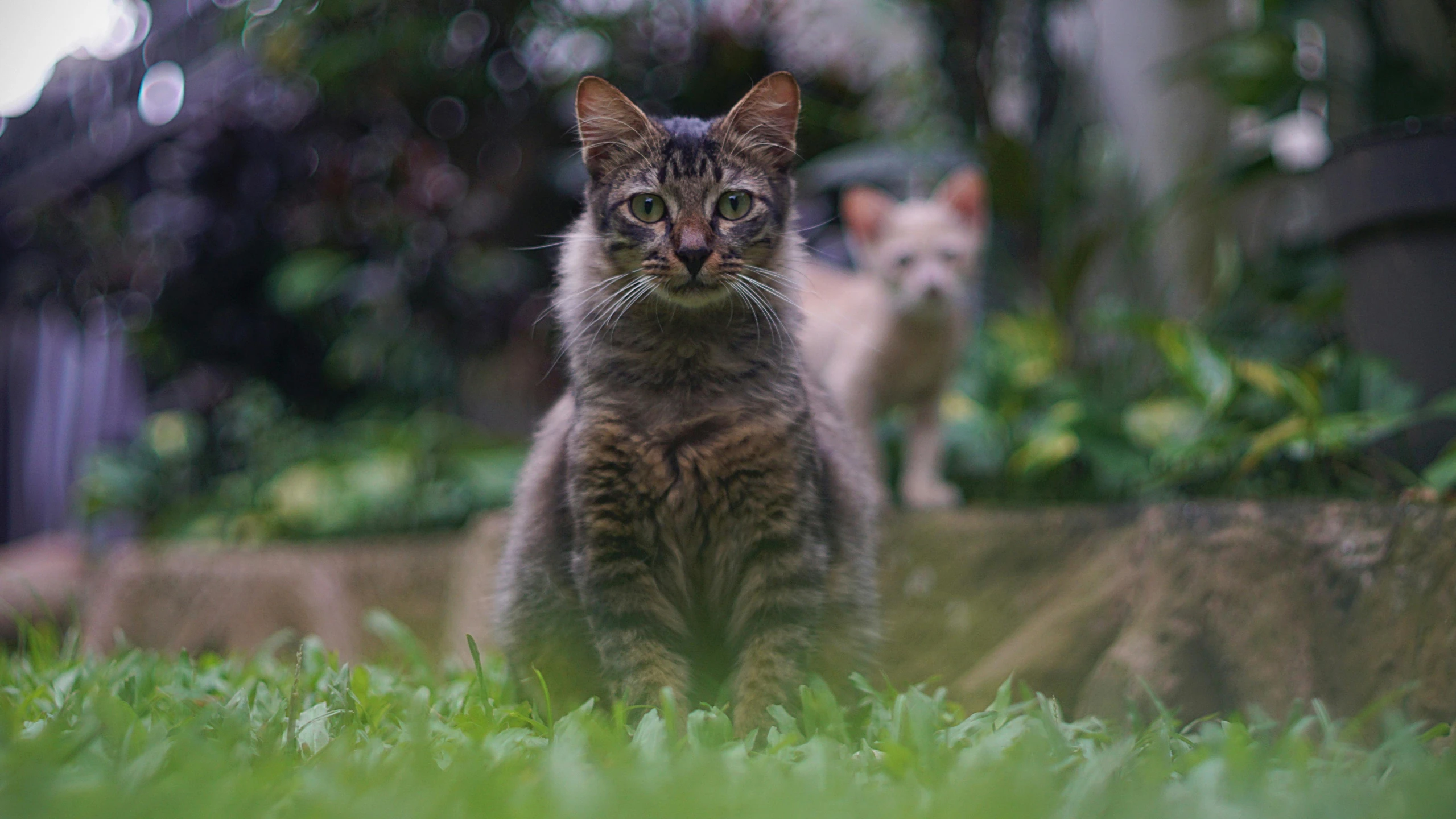 a cat is sitting outside in a yard