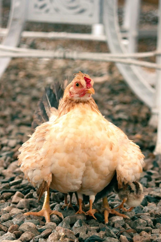 a chicken standing in gravel near chairs