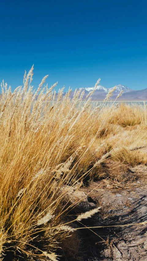 some tall grass growing in the sand by a hill