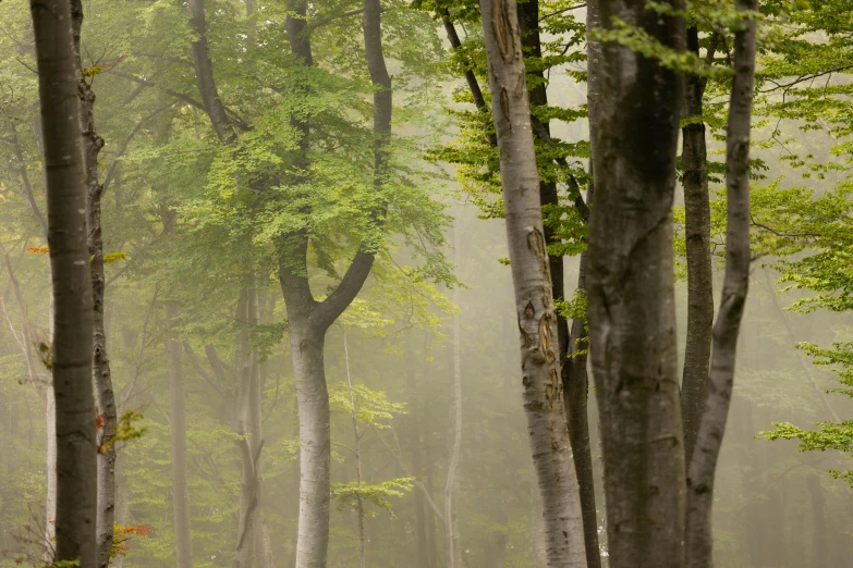 three ze standing next to each other on a forest floor