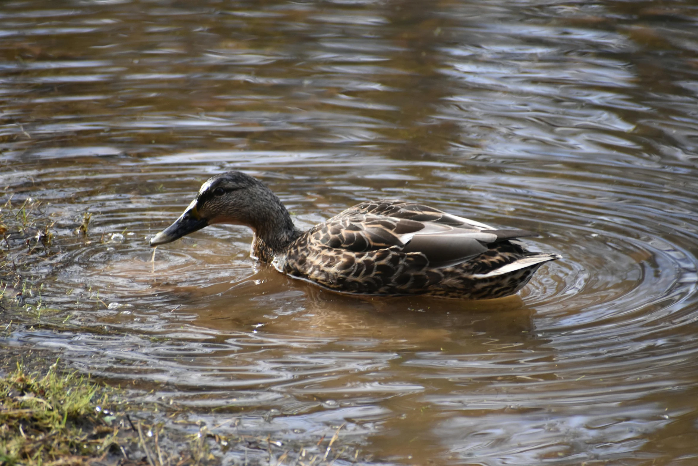 a duck is swimming in the water