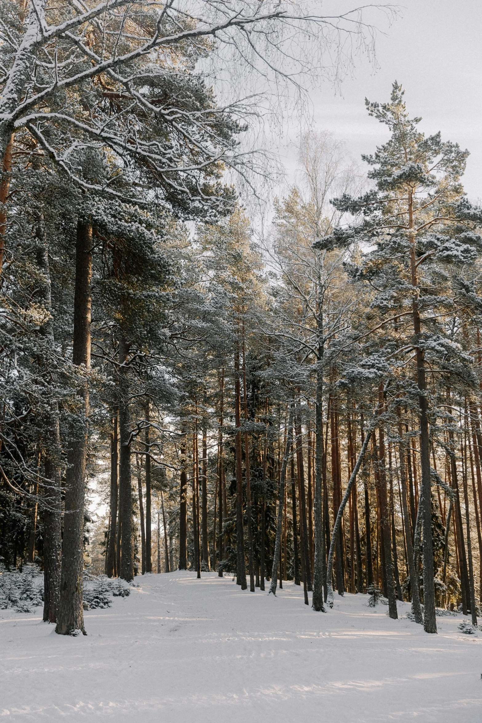 a large group of tall trees on a snowy hill