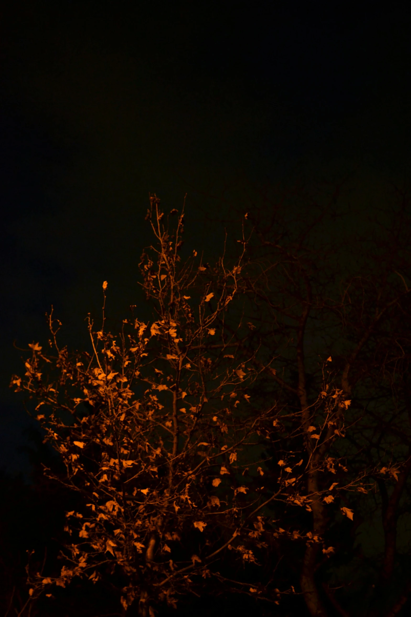 the tree nches at night are full of leaves