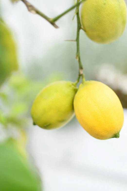 a nch with yellow fruit on a blurry background