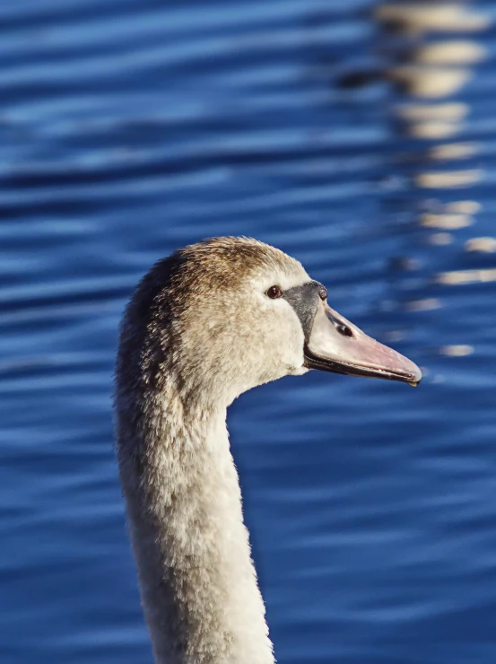 a white duck with brown head and chest is staring out over blue water