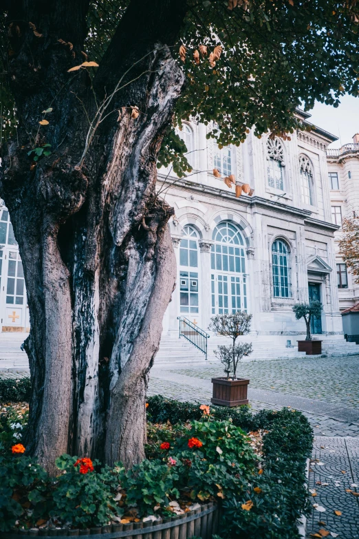 a big tree with its trunk bent over