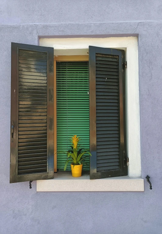 two plants in a yellow pot are next to green shutters