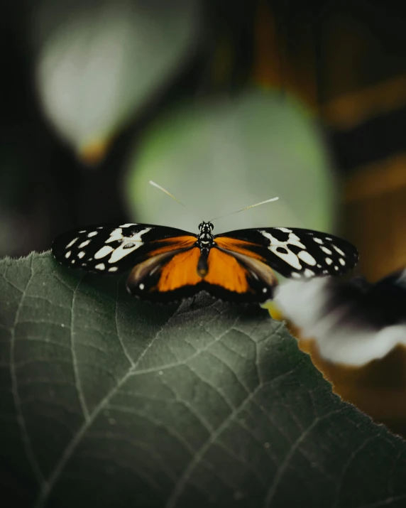 a erfly sitting on top of a leaf