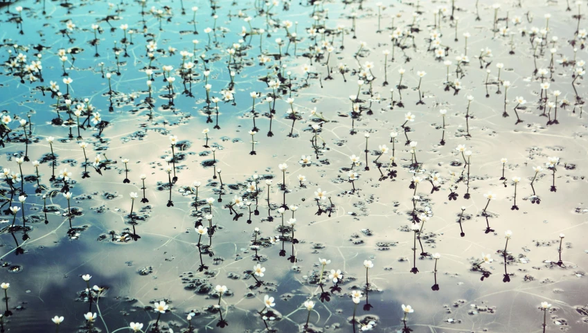 the sky is covered in white flowery bubbles