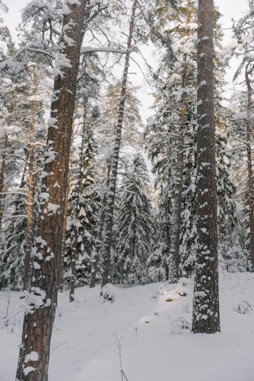 a snow covered pine tree in a forest