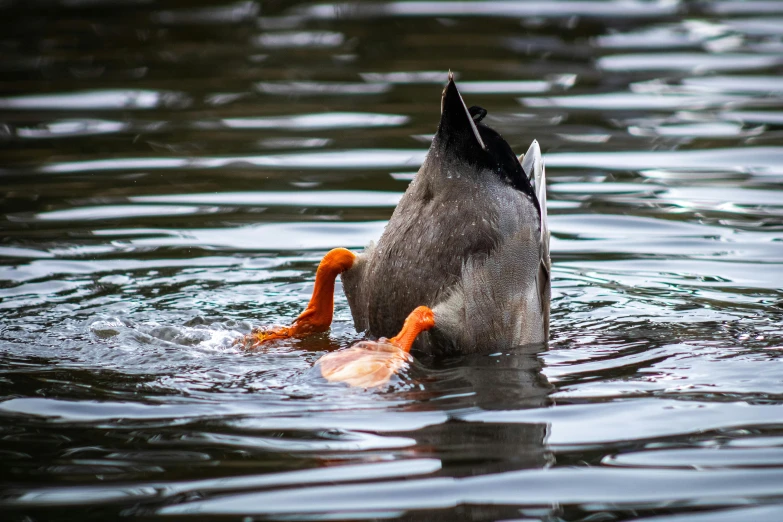 a duck is taking a drink of water from the lake