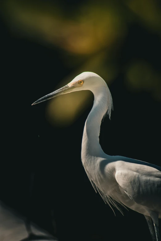 a bird that is standing in the dark