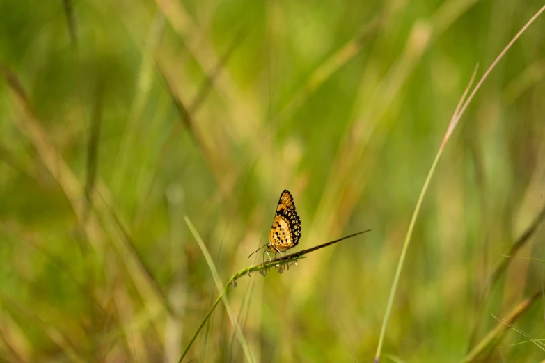 two erflies sitting on top of a tall grass covered field