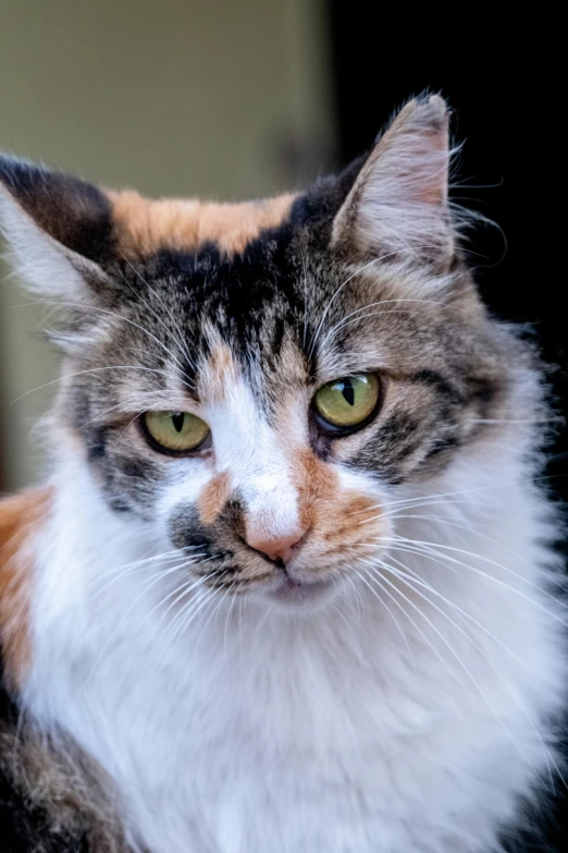 a black, white, and brown cat looks up as if it's looking at soing