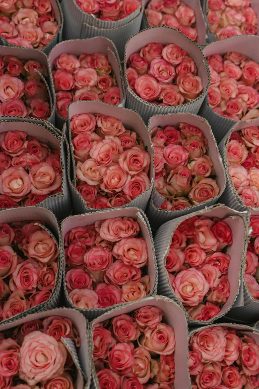 several bundles of pink roses on display for sale