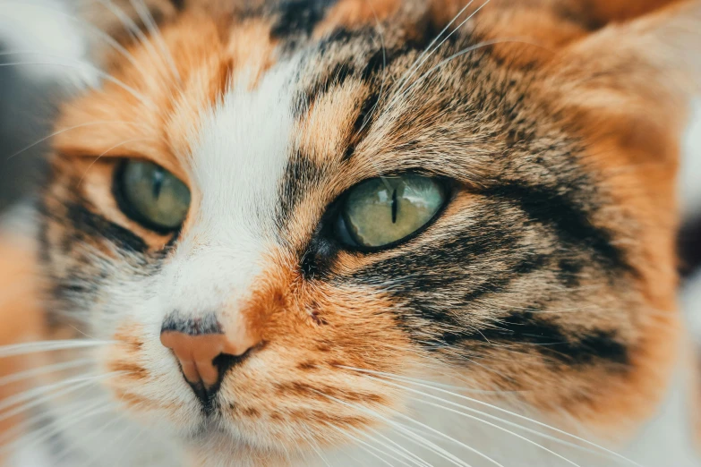 this is an image of a cat that looks like it has green eyes