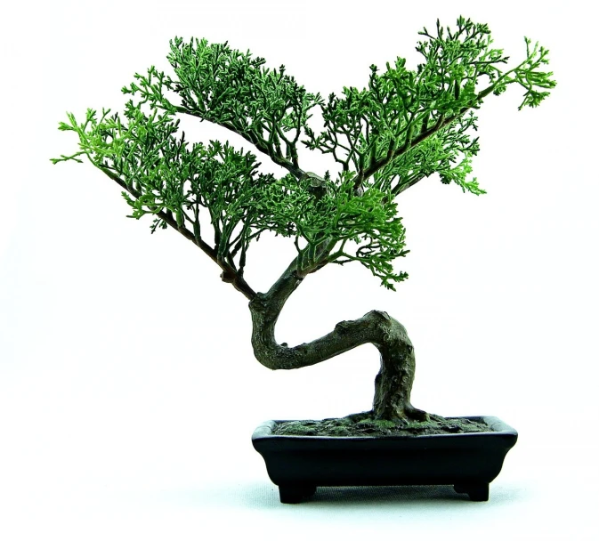 a bonsai tree in a black pot on a white surface, inspired by Masamitsu Ōta, pixabay, sōsaku hanga, istock, green, highly detailed product photo