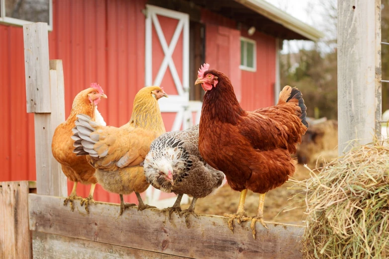 a group of chickens standing on top of a pile of hay, a portrait, by Gwen Barnard, shutterstock, next to a red barn, high res photo, 🦩🪐🐞👩🏻🦳, full body close-up shot