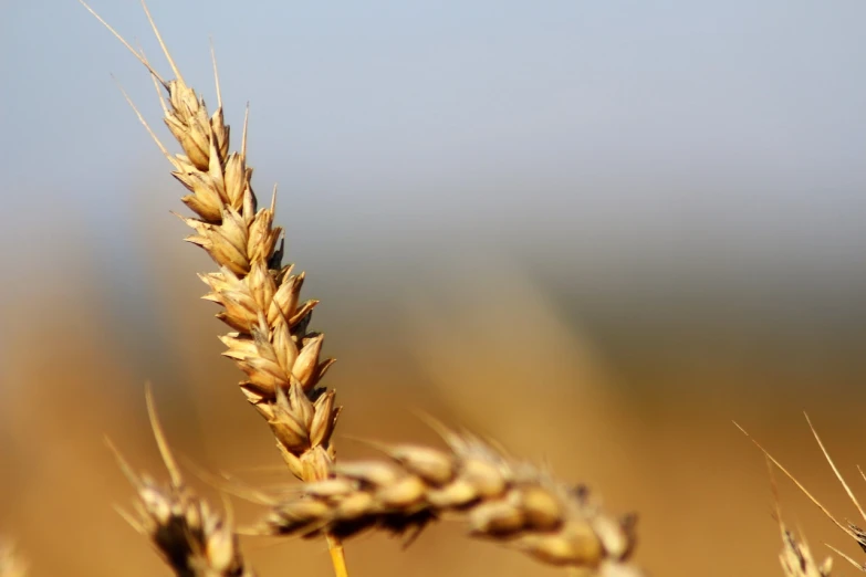 a close up of a stalk of wheat, wikimedia commons, focus on the foreground, blog-photo, malt