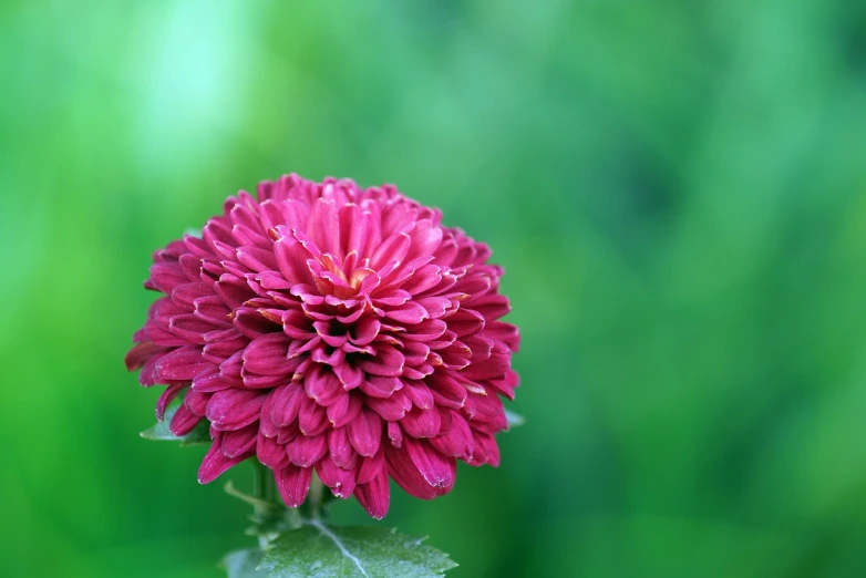 a pink flower sitting on top of a green leaf, by Yi Jaegwan, minimalism, chrysanthemum, rich red colors, no blur dof bokeh, 8 0 mm photo