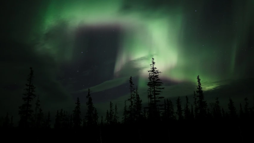 a sky filled with lots of green and purple lights, by Jacob Kainen, hurufiyya, canada, twisting trees, north pole, dark green