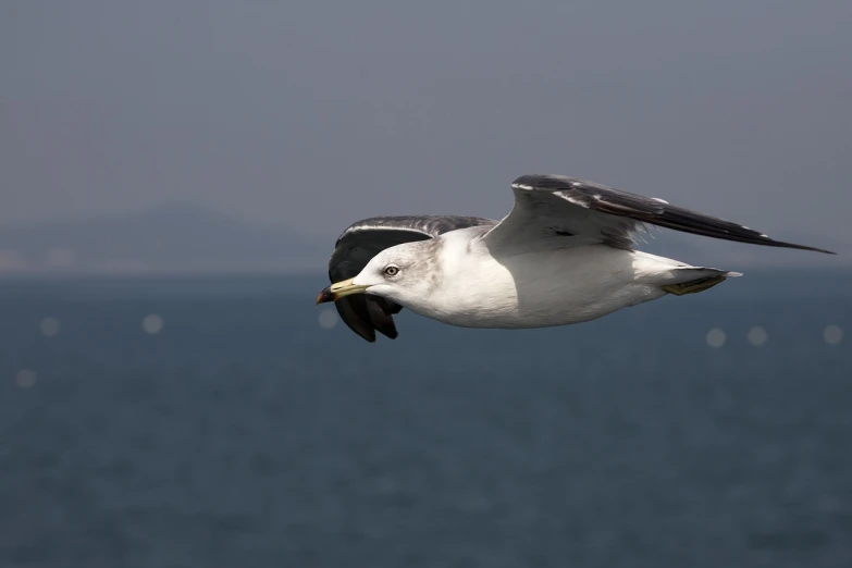 a seagull flying over a body of water, a picture, by Jan Rustem, snout under visor, hyung - tae kim, 2 0 0 mm focus, navel