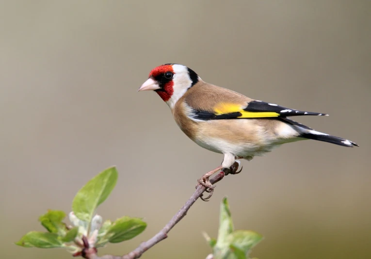 a small bird sitting on top of a tree branch, a portrait, by Robert Brackman, trending on pixabay, arabesque, yellow and red, hq 4k wallpaper, 1128x191 resolution, manuka