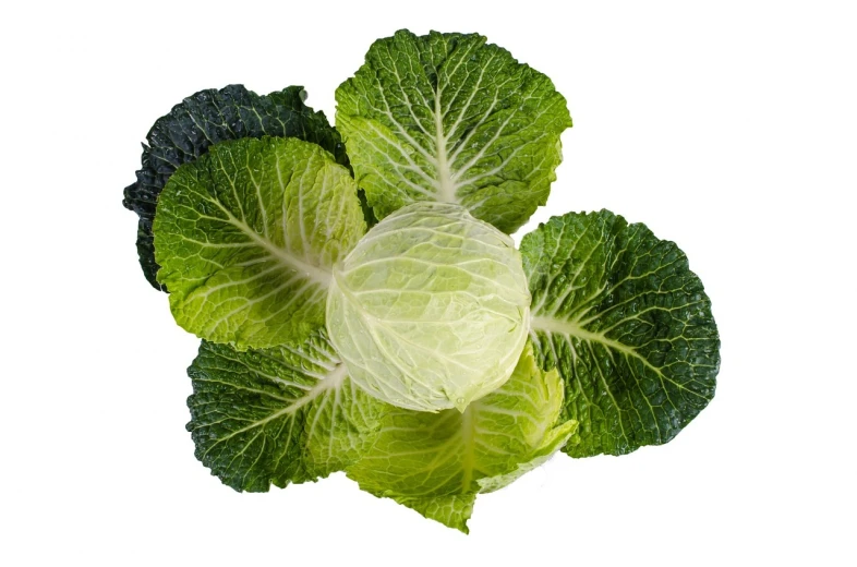 a head of cabbage on a white background, a picture, sōsaku hanga, фото девушка курит, kiss, w 7 6 8, citrinitas