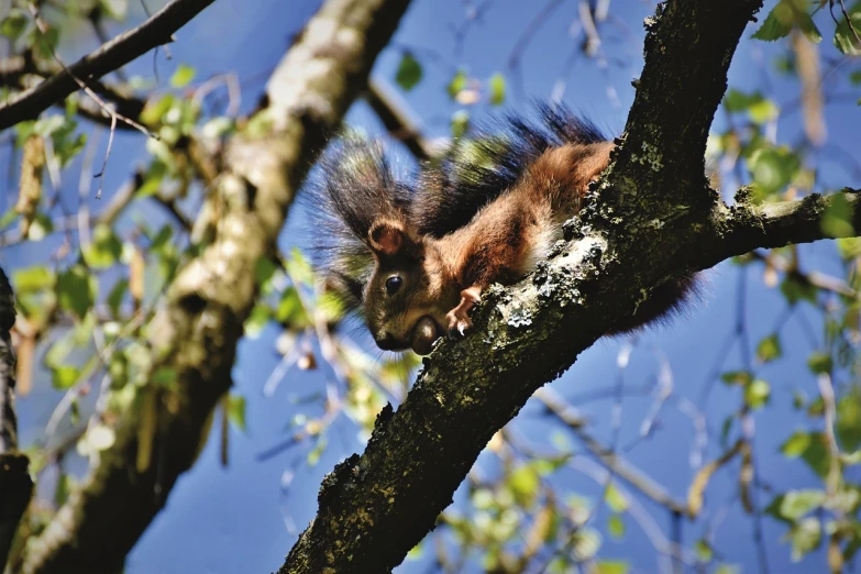 a squirrel sitting on top of a tree branch, a photo, pixabay, renaissance, stock photo, warm spring, upsidedown, an illustration