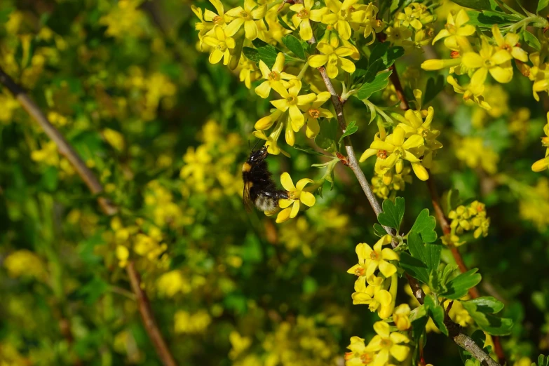 a bee sitting on top of a yellow flower, a picture, by Karl Völker, hurufiyya, jasmine, bees flying, with soft bushes, 🕹️ 😎 🚬