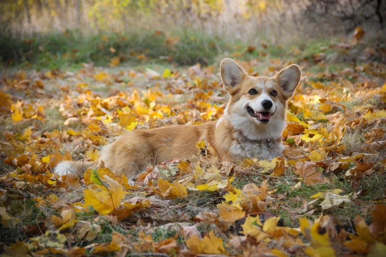 a dog that is laying down in the leaves, by Maksimilijan Vanka, pexels, realism, corgi, sitting in a field, goddess of autumn, smiling for the camera