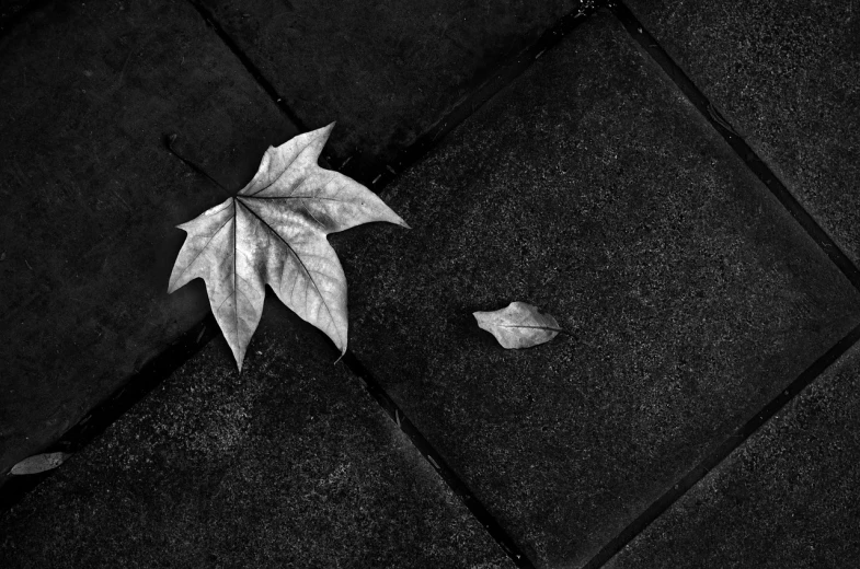 a black and white photo of a leaf on the ground, inspired by Pierre Pellegrini, broken tiles, 15081959 21121991 01012000 4k, ((still life)), victor antonov