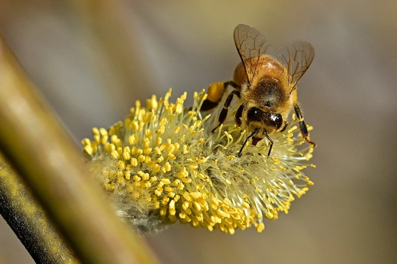 a close up of a bee on a flower, a macro photograph, by Robert Brackman, flickr, hurufiyya, broad brush, honey and bee hive, mustard, 4 0 0 mm