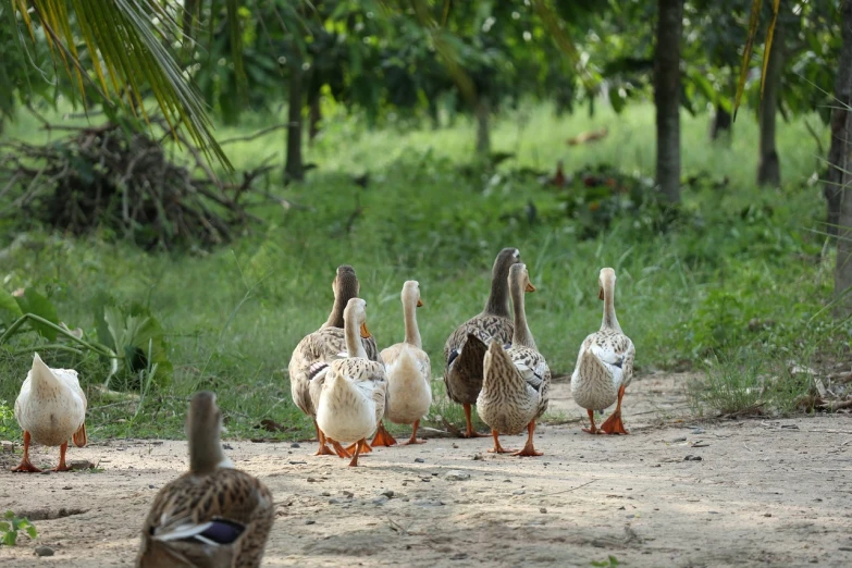 a group of ducks walking down a dirt road, a picture, shutterstock, hurufiyya, malaysian, dlsr photo, outdoor photo, decorated