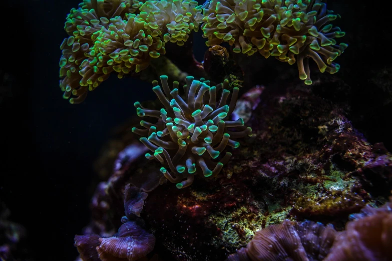 a couple of sea anemons sitting on top of a rock, a macro photograph, synchromism, bottom up green lighting, clown fish, corals, closeup photo