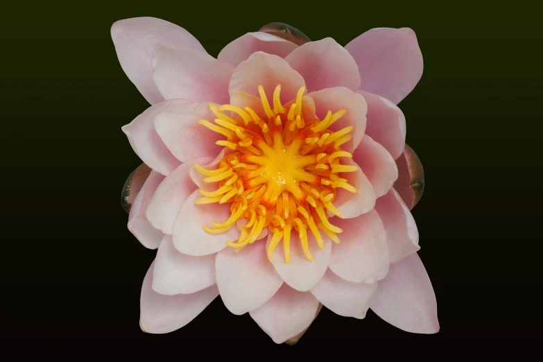 a close up of a pink flower on a black background, a digital rendering, nymphaea, full front view, close-up product photo, very detailed photo