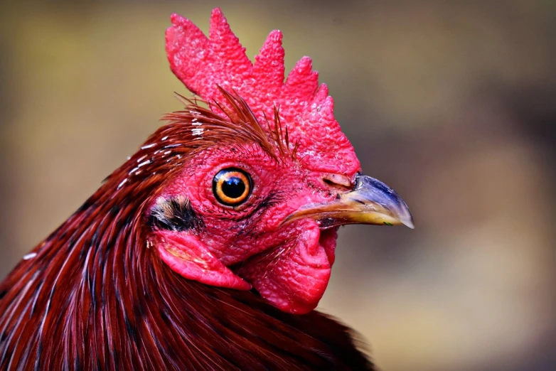 a close up of a red rooster's head, a portrait, by Jan Rustem, pexels, young adult male, hou china, photo taken on a nikon, old male