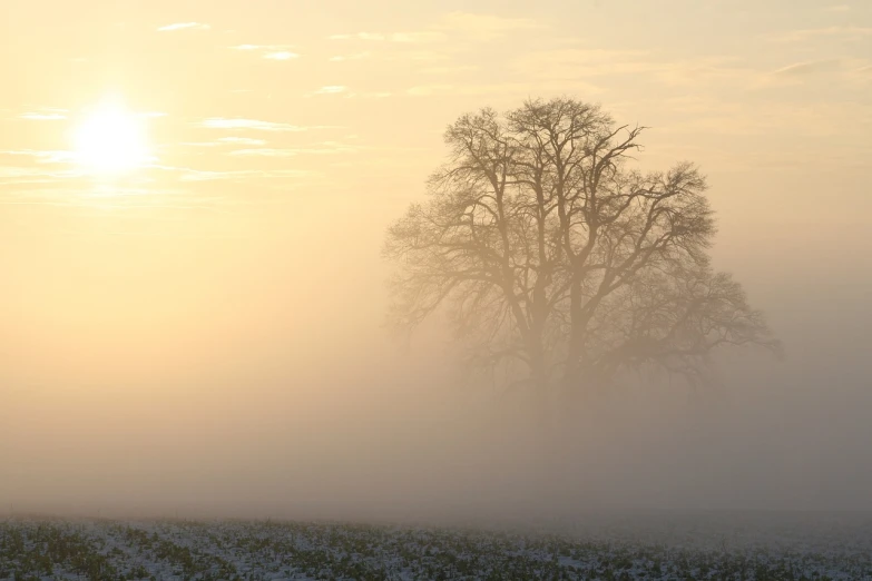 a lone tree in the middle of a foggy field, by Ian Fairweather, romanticism, sun rays through snow, light orange mist, yellow, eden at dawn