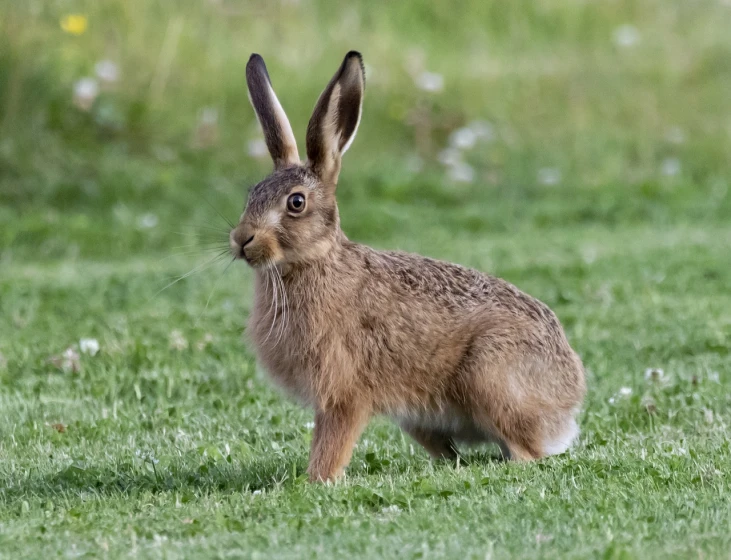 a brown rabbit standing on top of a lush green field, a picture, by Robert Brackman, shutterstock, pale pointed ears, aged 2 5, large antennae, attractive and good looking