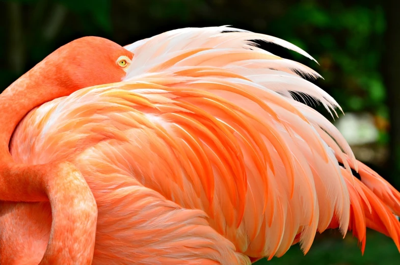 a close up of a flamingo with its wings spread, by Jan Rustem, fine art, orange flowing hair, ''wallpaper of a phoenix resting, fierce expression 4k, with his back turned