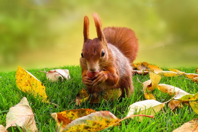 a squirrel standing on top of a lush green field, a photo, by Istvan Banyai, shutterstock, fine art, hair becoming autumn red leaves, having a snack, mouse photo, very accurate photo