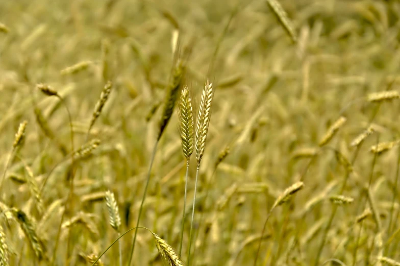 a close up of a field of wheat, a macro photograph, simple illustration, telephoto shot, pc screen image, outdoor photo