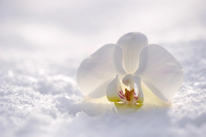 a white flower sitting on top of snow covered ground, an orchid flower, profile picture 1024px, healer, white