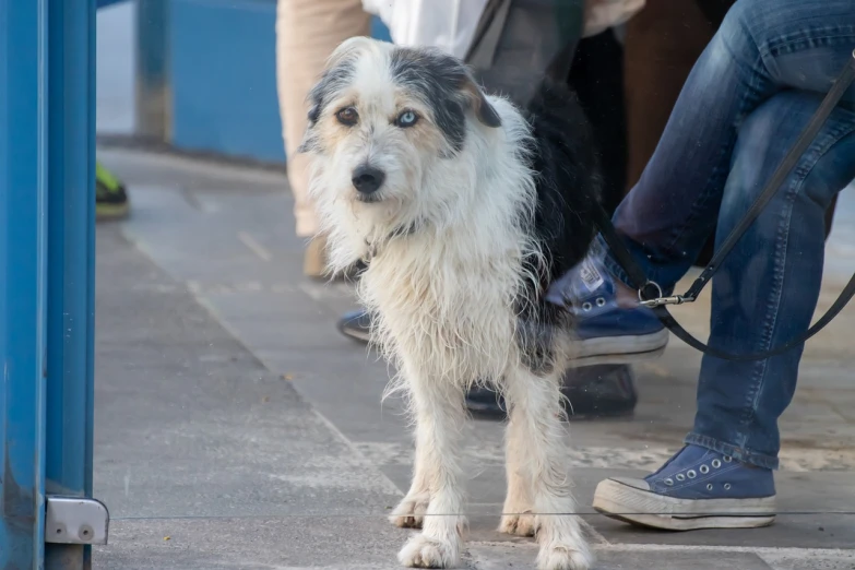 a close up of a dog on a leash, by Istvan Banyai, shutterstock, realism, on a wet london street, in spain, with white fluffy fur, stock photo